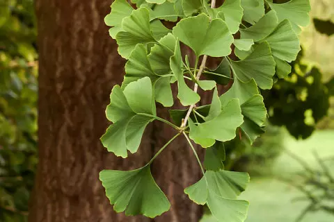 comofuncionatebonin