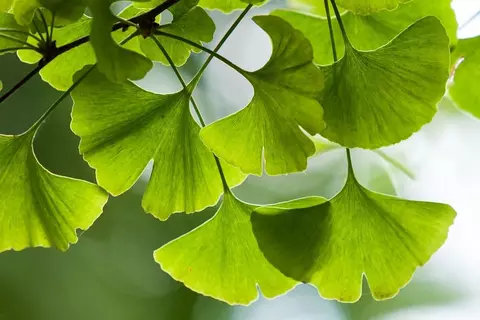Header_Ginkgo_biloba