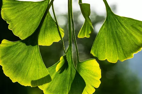 Ginkgo_biloba