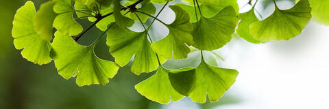 Header_Ginkgo_biloba