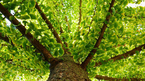 árbol_Ginkgo_biloba