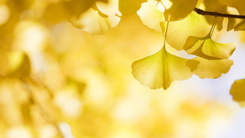 beneficios_del_Ginkgo_biloba