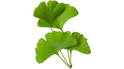 Ginkgo_biloba