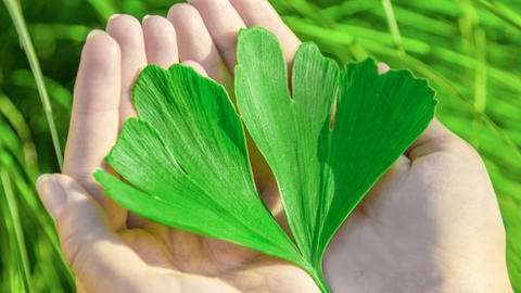 Ginkgo_biloba_EGb761