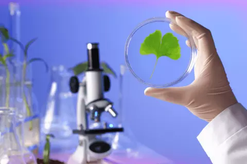 img_ginkgo-biloba_1_3